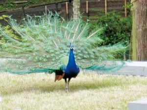 多摩動物公園