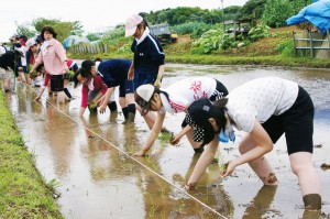 田んぼの教室