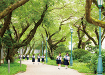 正門から続く並木道。四季折々の風景を彩り学校生活を見守る
