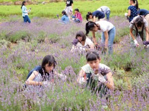 合宿ではラベンダーの収穫も。「ポプリ作りの一番最初から経験できたのが印象的でした」と、一番の思い出として話してくれた部員さんもいました