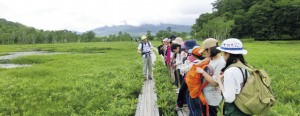 のんびりと歩きながら尾瀬の植物を観察