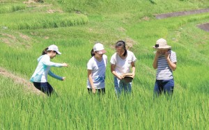 風にそよぐ棚田の稲穂の中で昆虫探し