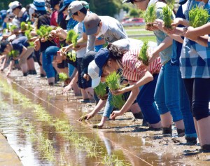 厚木にある農学部の水田で稲作にチャレンジ！ 田植えから除草、稲刈りまで本格的に体験