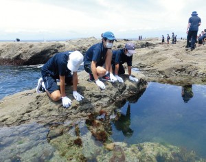 潮が引いたあとにできる潮だまり（タイドプール）は生き物の宝庫