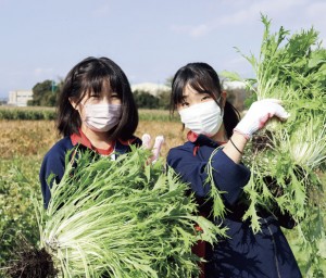 農場で大株に育ったみず菜を収穫して大満足！キャベツ、トウモロコシなど旬の野菜の美味しさは格別だ