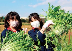 収穫した野菜は自宅でいただきます。手塩にかけて育てた野菜は、味わいも格別。