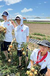 玉ねぎの収穫体験も。