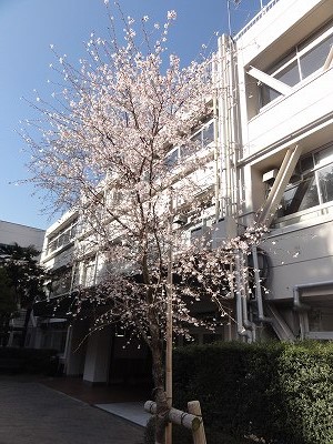 新渡戸文化中学校