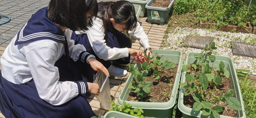 大妻多摩中学校