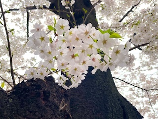 瀧野川女子学園中学校